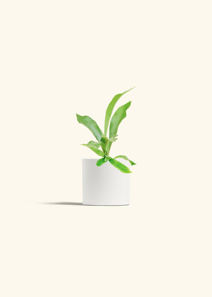 Staghorn Fern in a 4 inches White Classic Cylinder Planter 