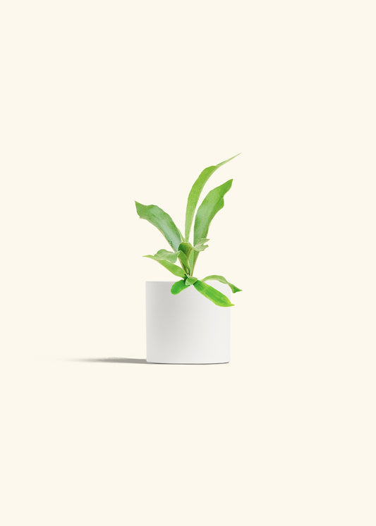 Staghorn Fern in a 4 inches White Classic Cylinder Planter 