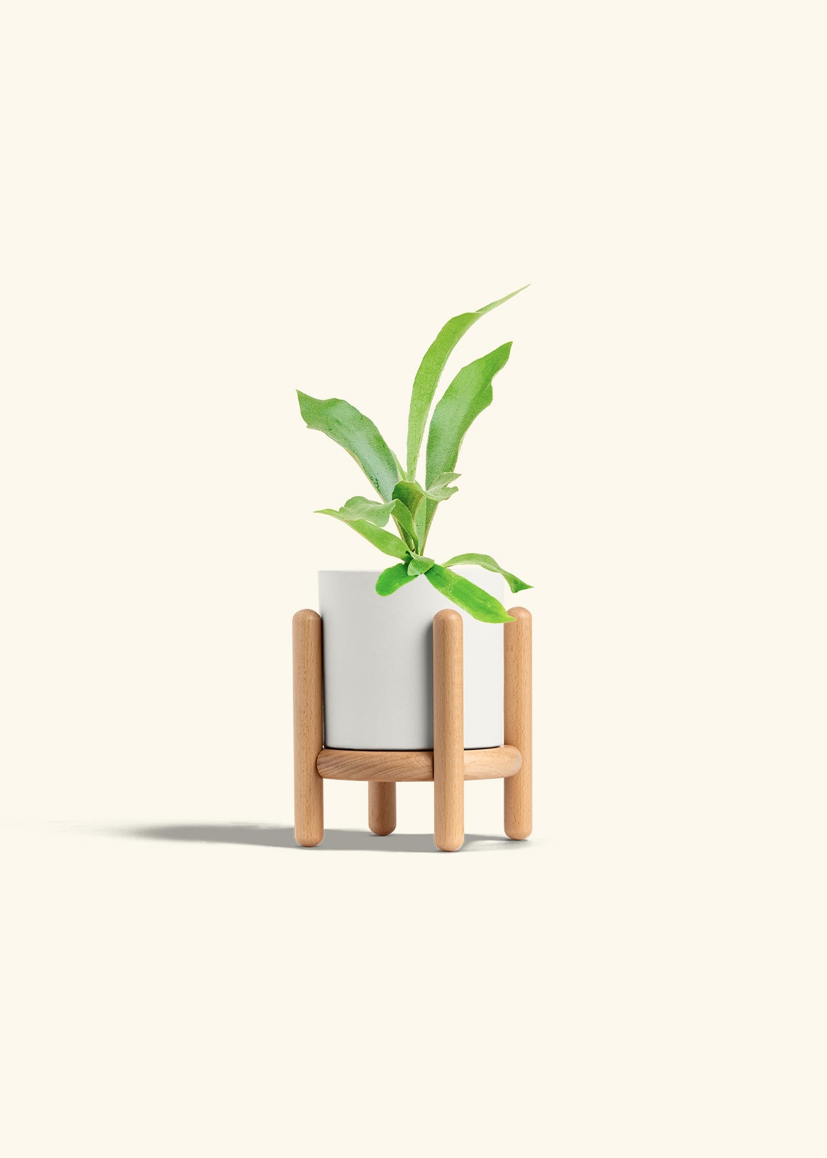 Staghorn Fern in a 4 inches White Classic Cylinder Planter in a Beech Wood Stand