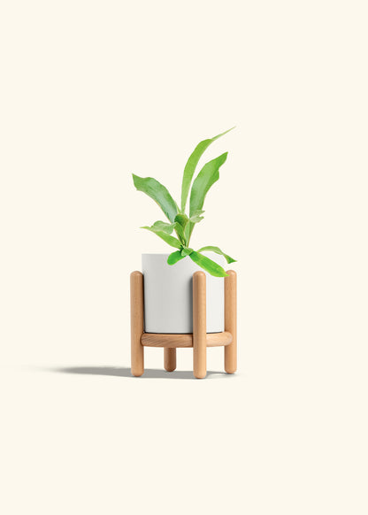 Staghorn Fern in a 4 inches White Classic Cylinder Planter in a Beech Wood Stand