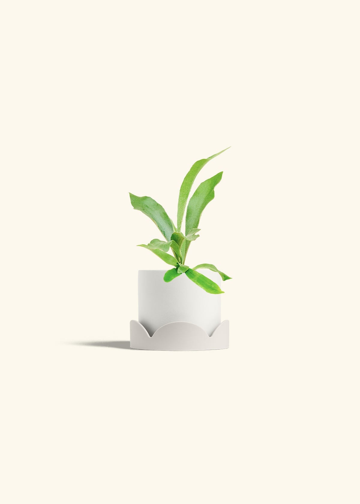Staghorn Fern in a 4 inches White Classic Cylinder Planter in a Oat Petal Drip Tray