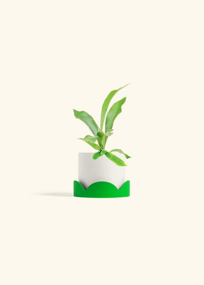 Staghorn Fern in a 4 inches White Classic Cylinder Planter in a Shamrock Petal Drip Tray