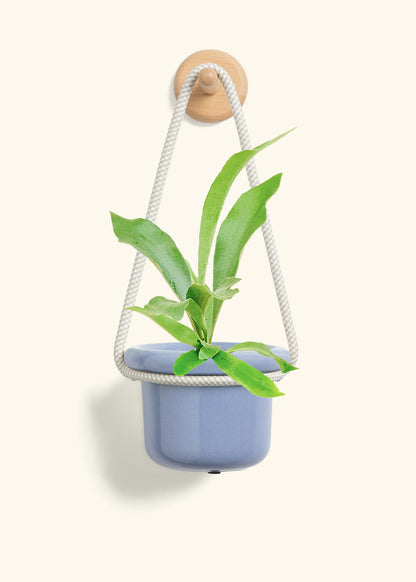 Staghorn Fern, Small