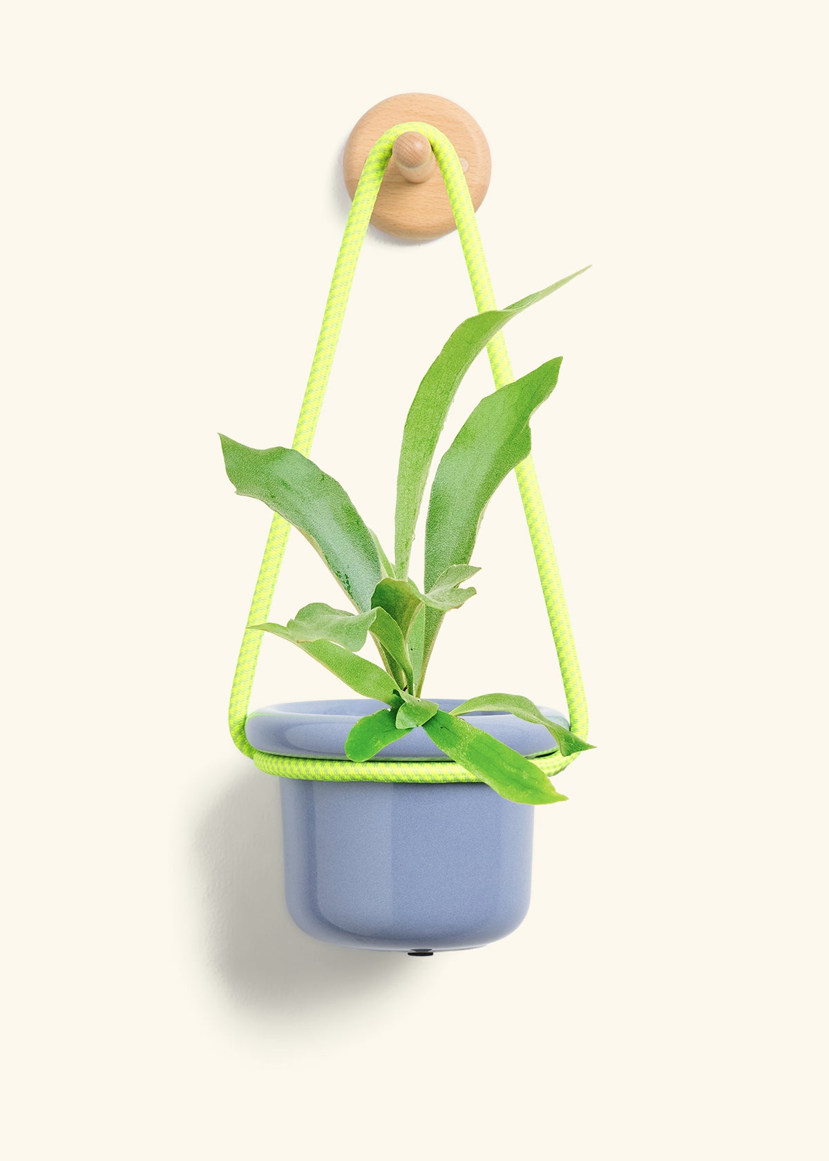 Staghorn Fern, Small