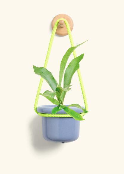 Staghorn Fern, Small