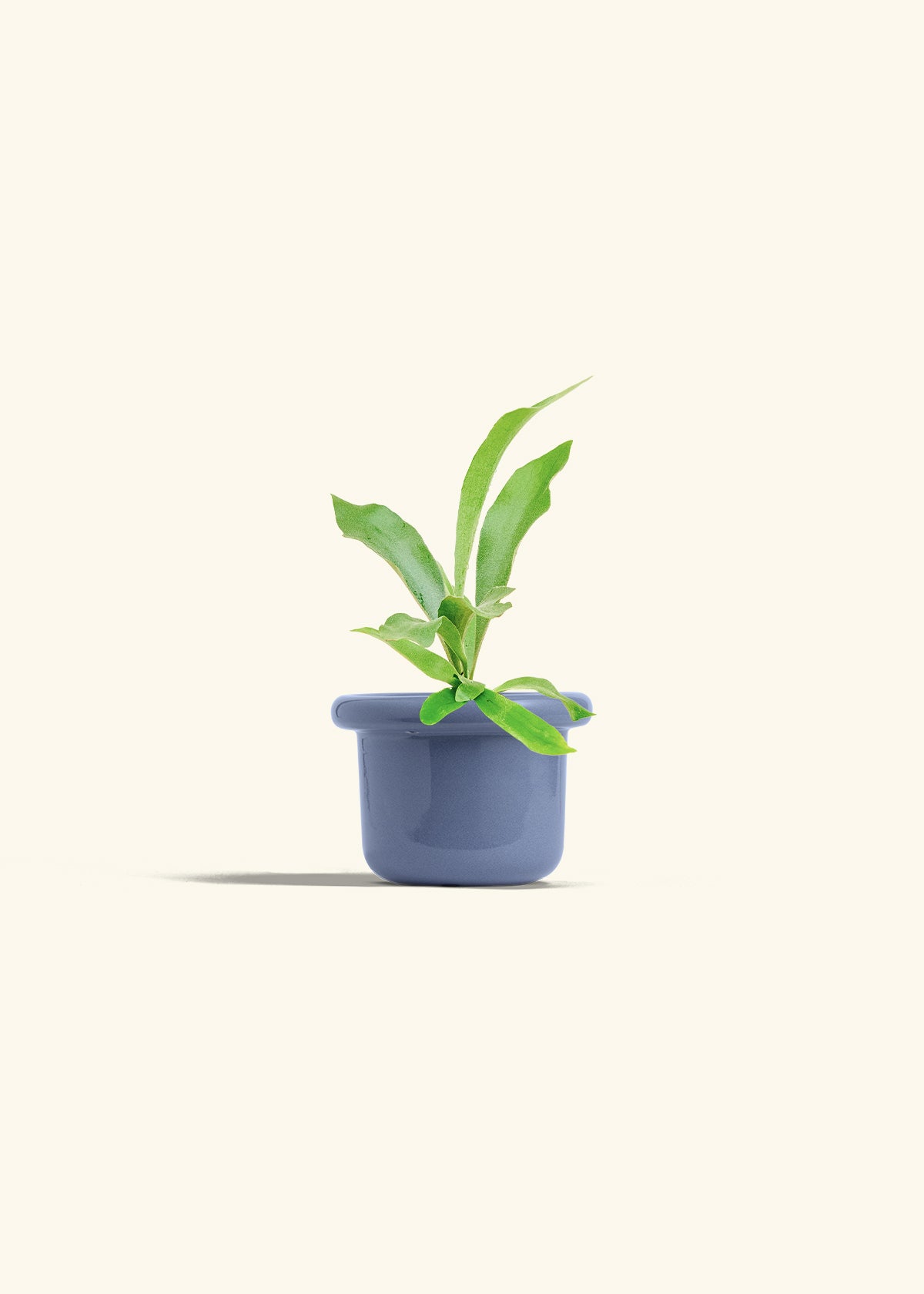 Staghorn Fern in a 4 inches Fat Lip Blue Planter 