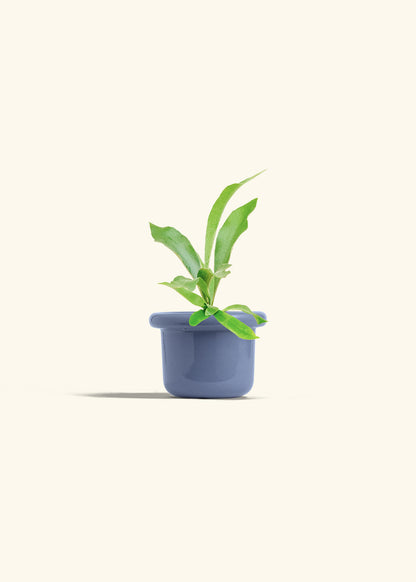 Staghorn Fern in a 4 inches Fat Lip Blue Planter 