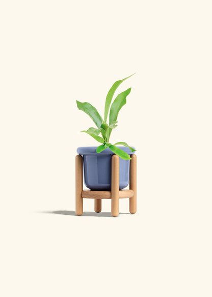 Staghorn Fern in a 4 inches Fat Lip Blue Planter in a Beech Wood Stand