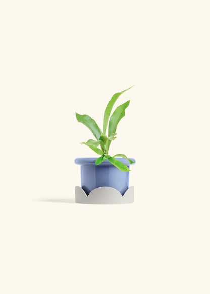 Staghorn Fern in a 4 inches Fat Lip Blue Planter in a Oat Petal Drip Tray