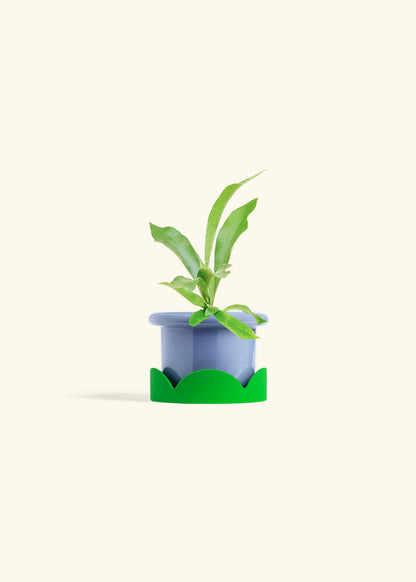 Staghorn Fern in a 4 inches Fat Lip Blue Planter in a Shamrock Petal Drip Tray