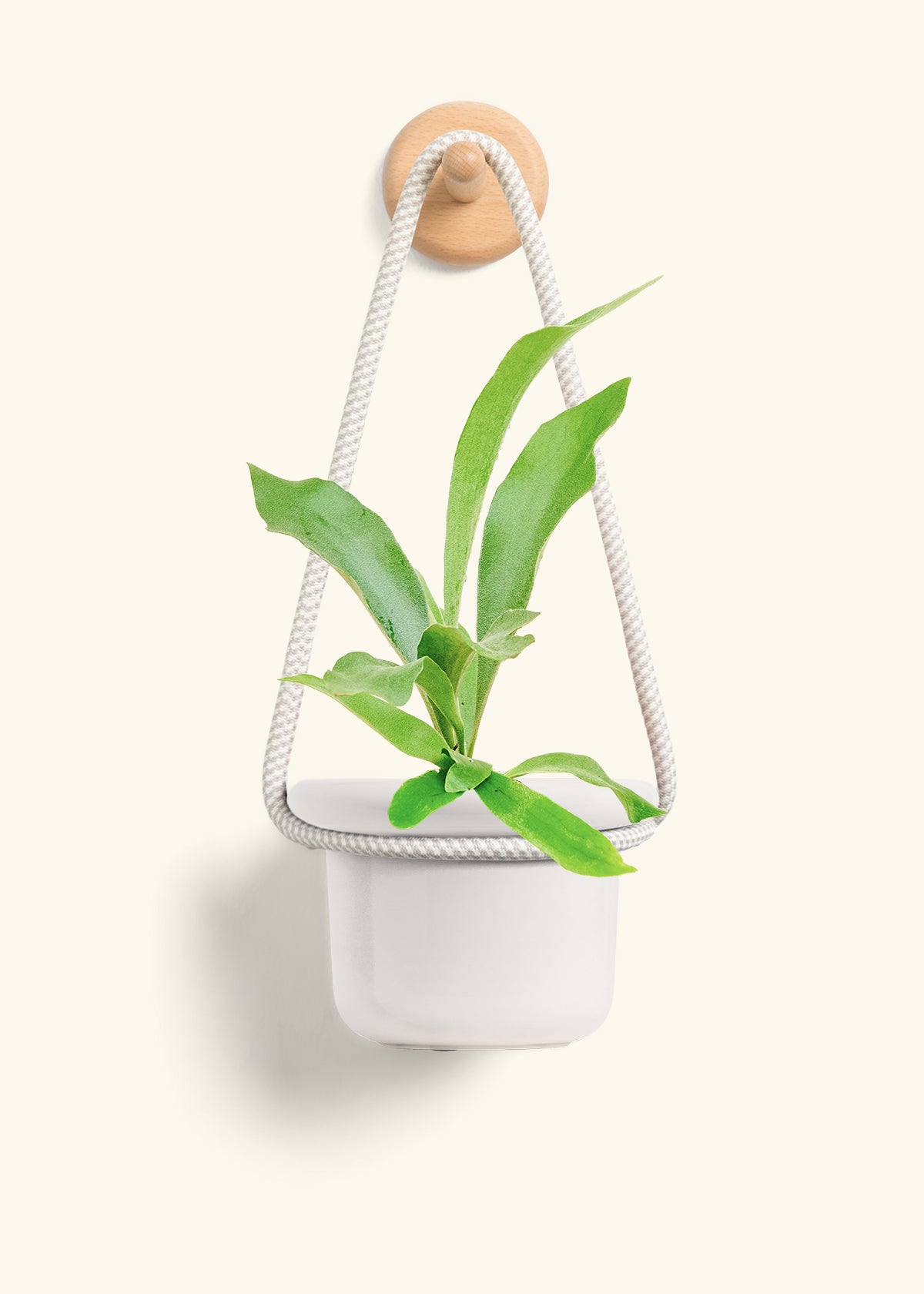 Staghorn Fern, Small