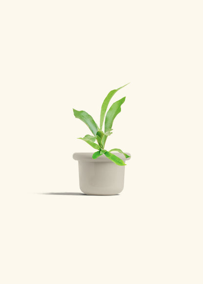 Staghorn Fern in a 4 inches Fat Lip Oat Planter 