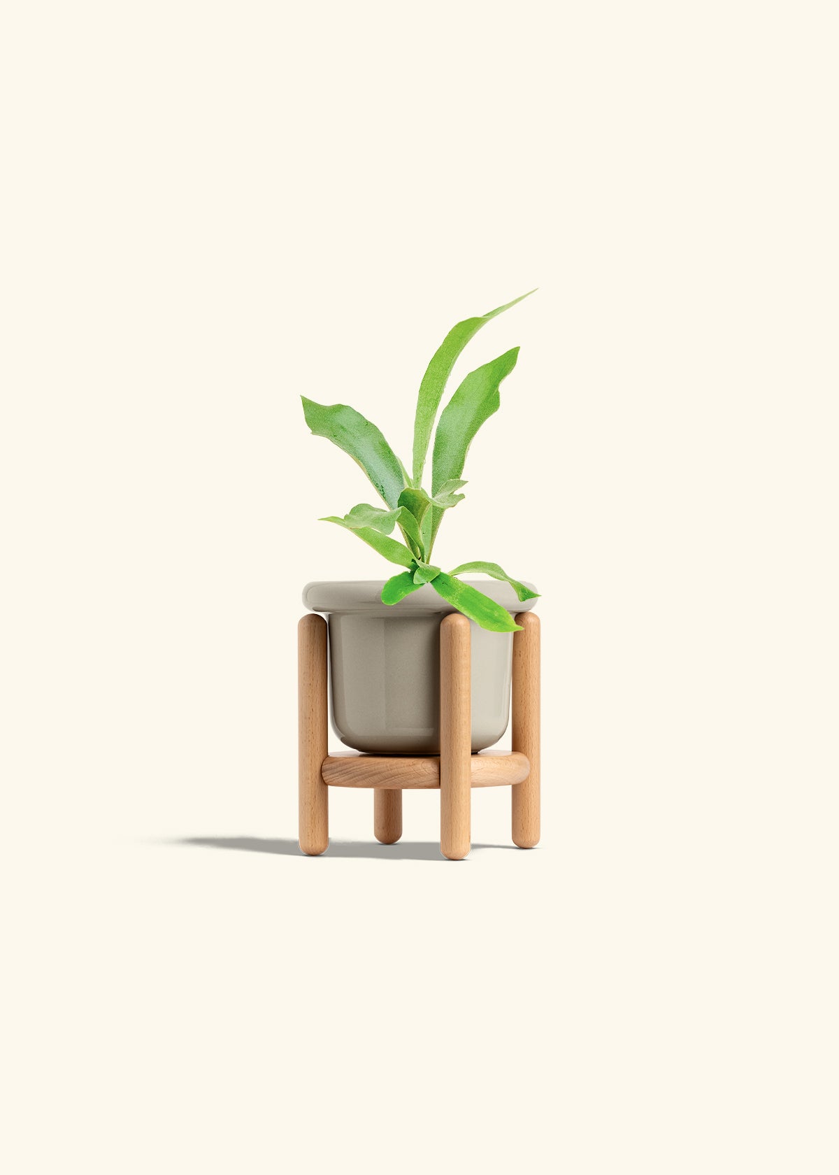 Staghorn Fern in a 4 inches Fat Lip Oat Planter in a Beech Wood Stand