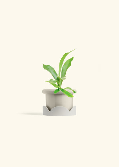 Staghorn Fern in a 4 inches Fat Lip Oat Planter in a Oat Petal Drip Tray