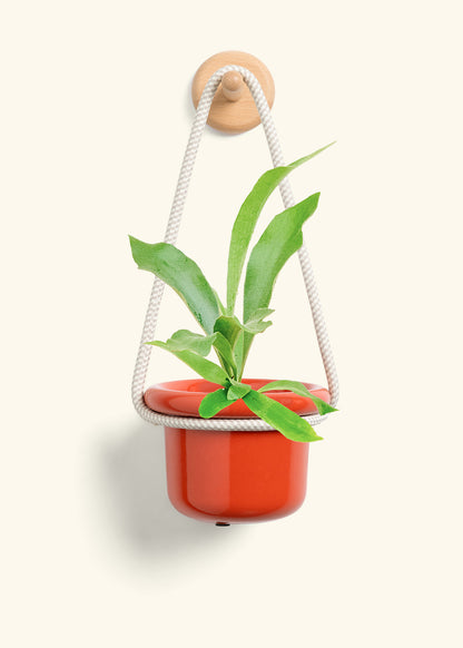 Staghorn Fern, Small