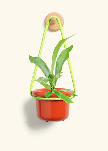 Staghorn Fern, Small