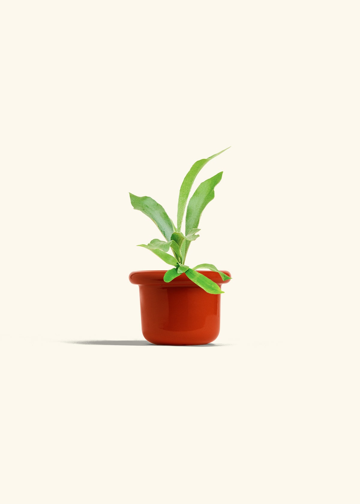 Staghorn Fern in a 4 inches Fat Lip Red Planter 