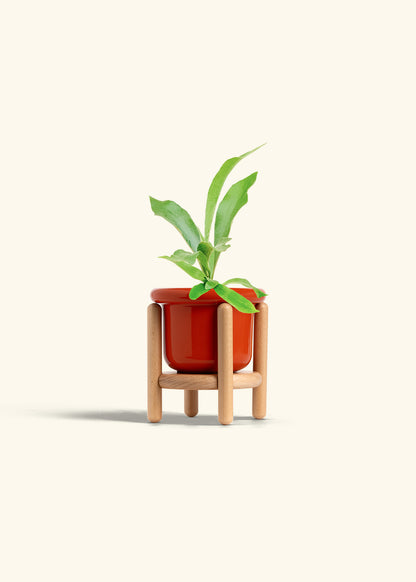 Staghorn Fern in a 4 inches Fat Lip Red Planter in a Beech Wood Stand