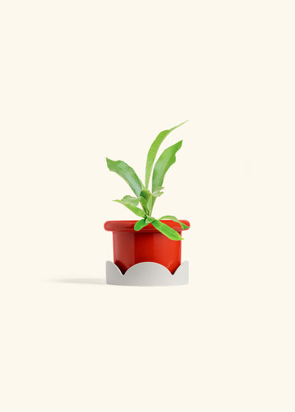 Staghorn Fern in a 4 inches Fat Lip Red Planter in a Oat Petal Drip Tray