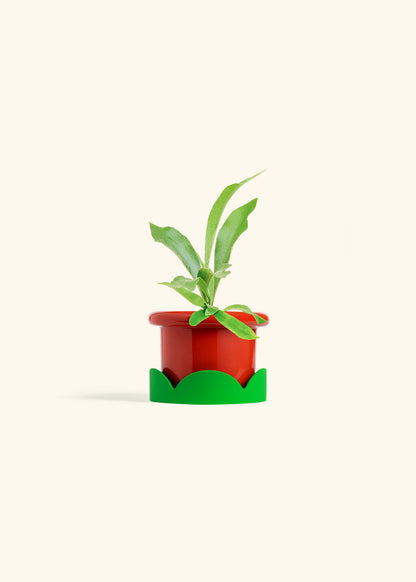 Staghorn Fern in a 4 inches Fat Lip Red Planter in a Shamrock Petal Drip Tray