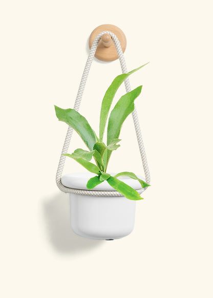 Staghorn Fern, Small