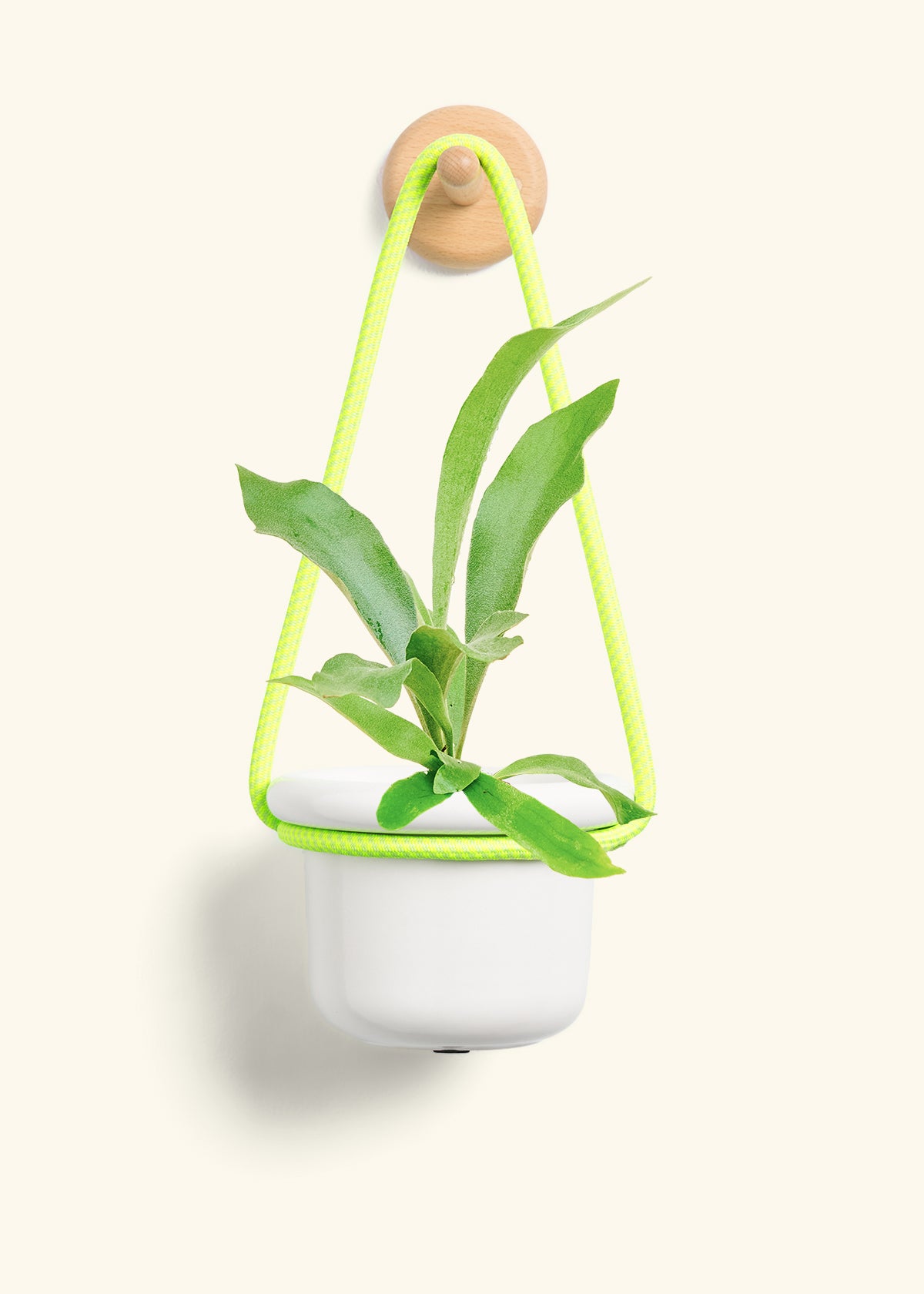 Staghorn Fern, Small