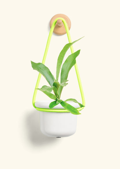 Staghorn Fern, Small