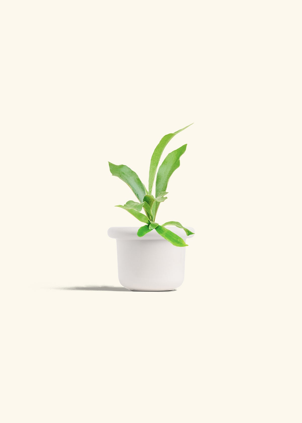 Staghorn Fern in a 4 inches Fat Lip White Planter 