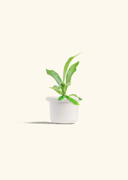 Staghorn Fern in a 4 inches Fat Lip White Planter 