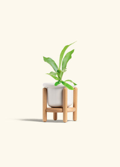 Staghorn Fern in a 4 inches Fat Lip White Planter in a Beech Wood Stand