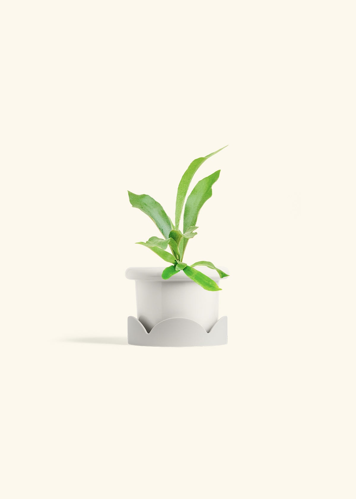 Staghorn Fern in a 4 inches Fat Lip White Planter in a Oat Petal Drip Tray