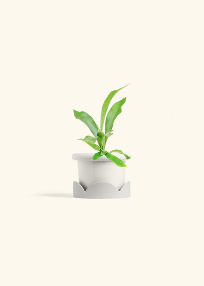 Staghorn Fern in a 4 inches Fat Lip White Planter in a Oat Petal Drip Tray