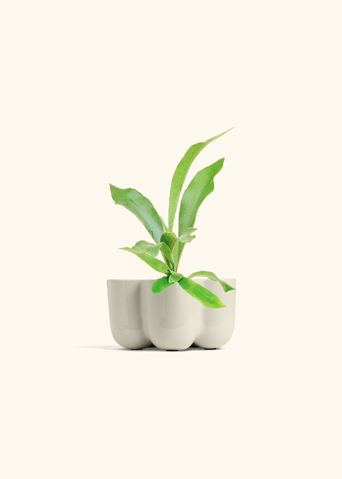Staghorn Fern in a 4 inches in a Oat Petal Planter
