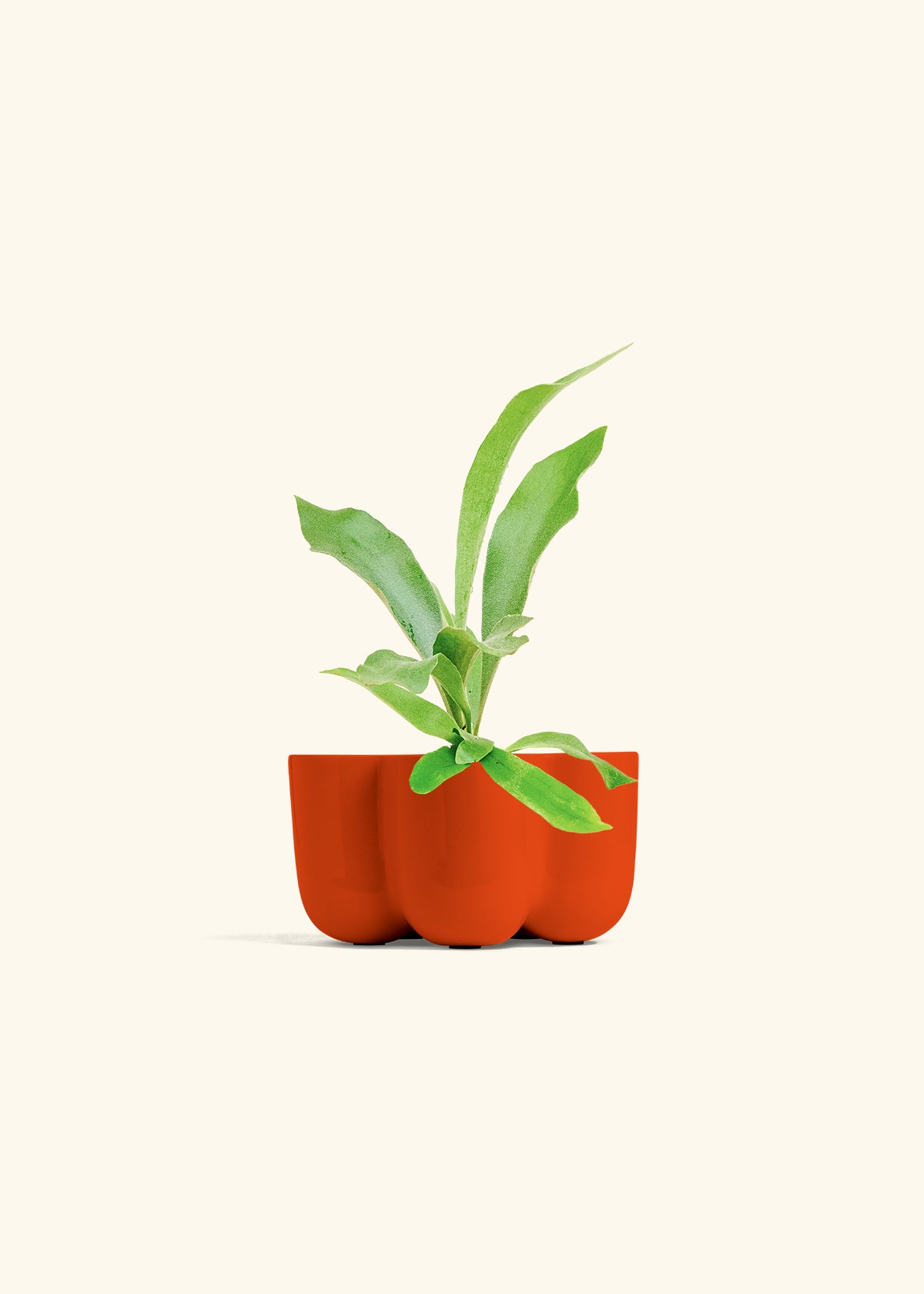 Staghorn Fern in a 4 inches in a Red Petal Planter