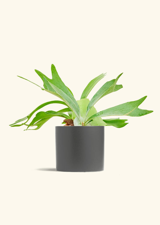 Staghorn Fern in a 6 inches Charcoal Classic Cylinder Planter 