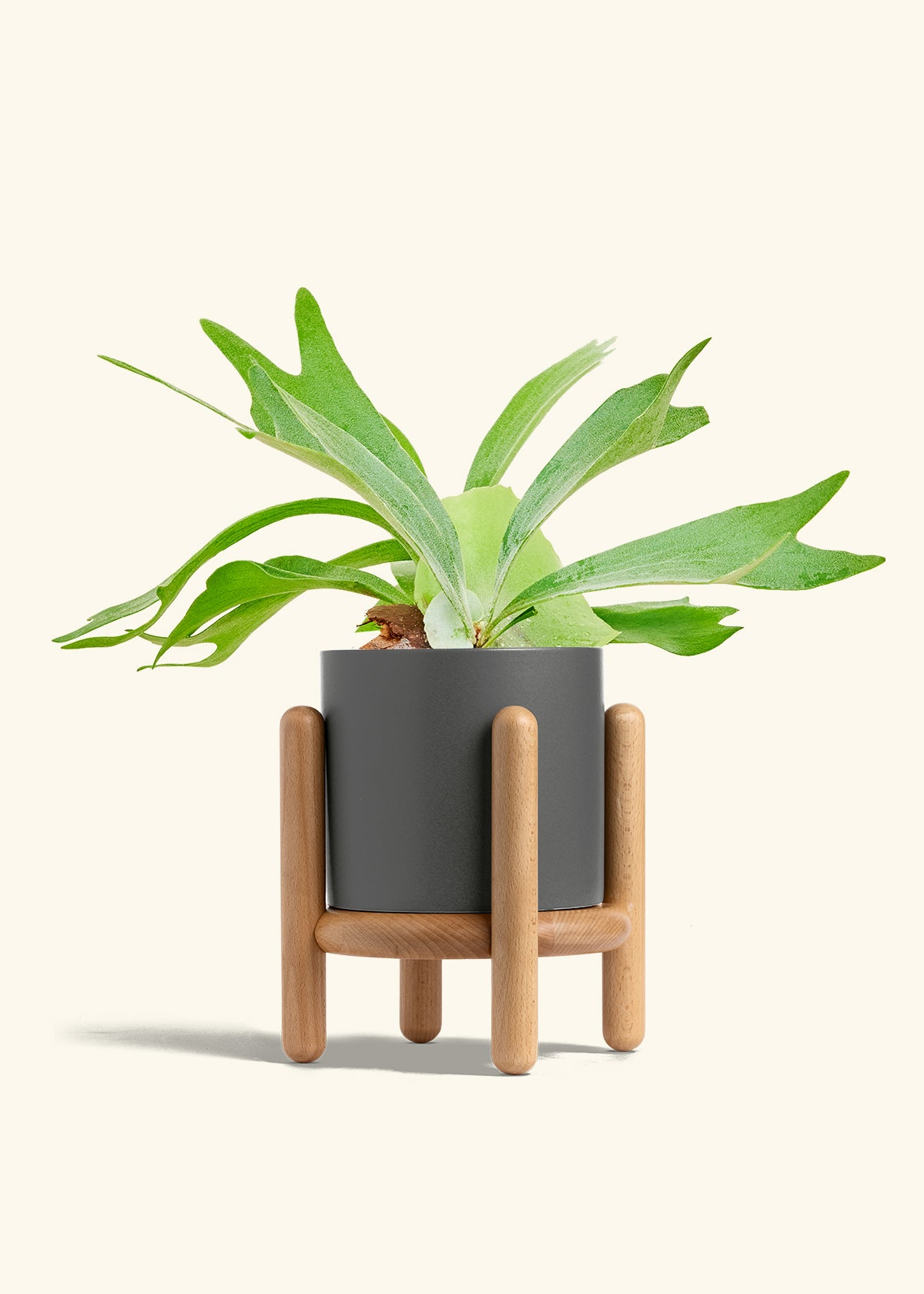 Staghorn Fern in a 6 inches Charcoal Classic Cylinder Planter in a Beech Wood Stand