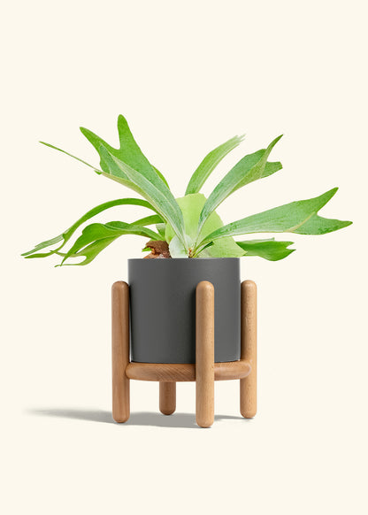 Staghorn Fern in a 6 inches Charcoal Classic Cylinder Planter in a Beech Wood Stand