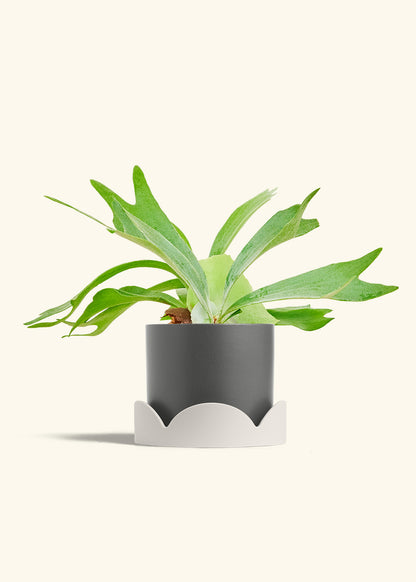 Staghorn Fern in a 6 inches Charcoal Classic Cylinder Planter in a Oat Petal Drip Tray