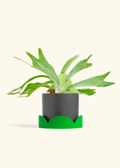 Staghorn Fern in a 6 inches Charcoal Classic Cylinder Planter in a Shamrock Petal Drip Tray