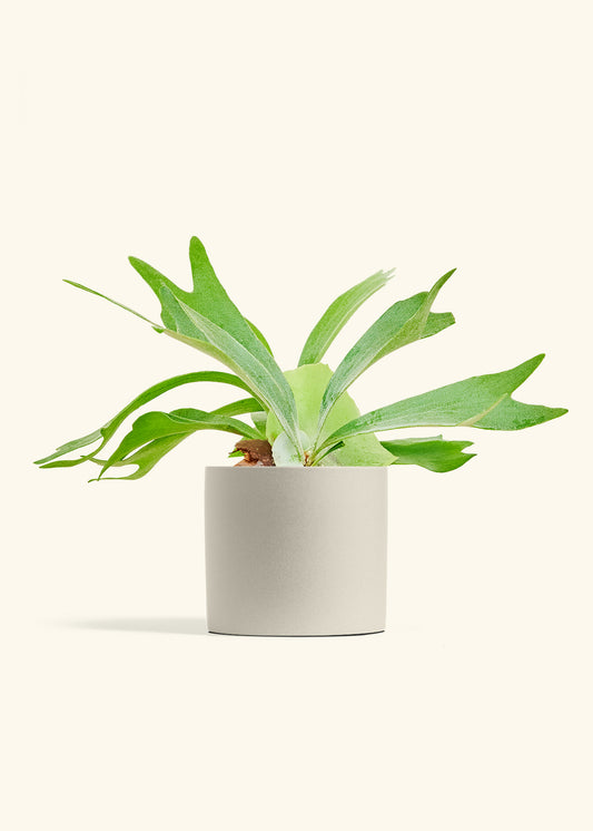 Staghorn Fern in a 6 inches Oat Classic Cylinder Planter 