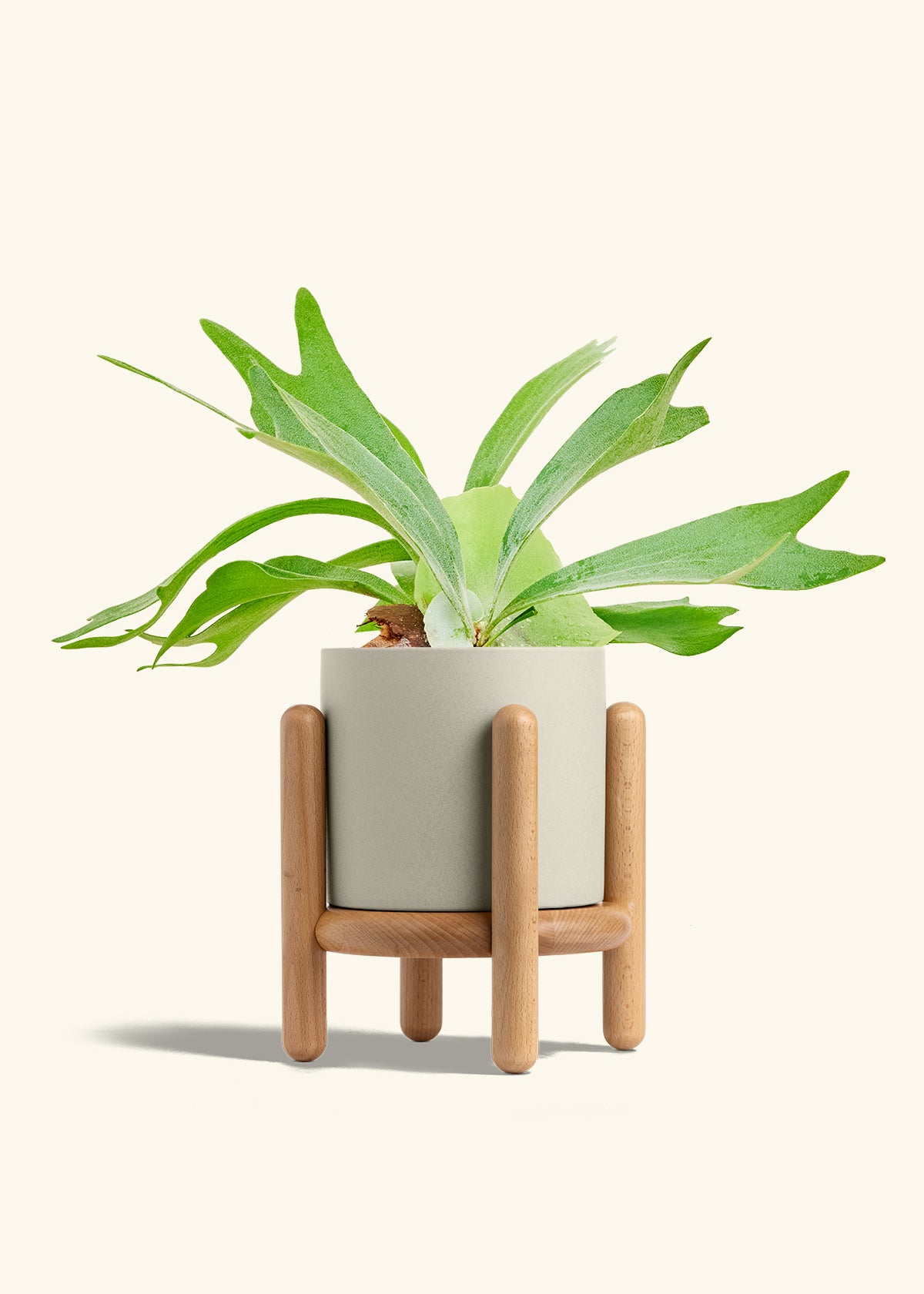 Staghorn Fern in a 6 inches Oat Classic Cylinder Planter in a Beech Wood Stand