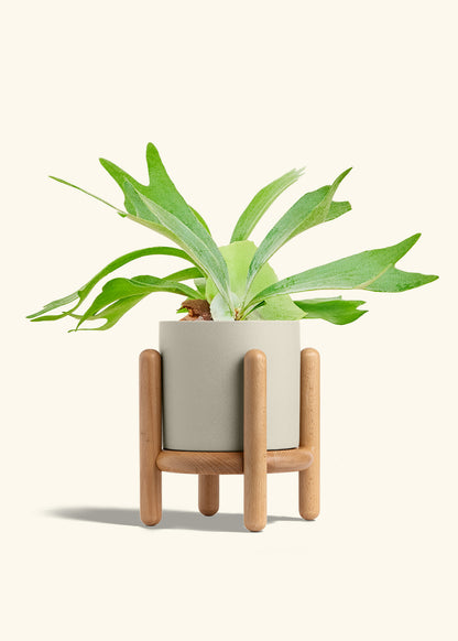 Staghorn Fern in a 6 inches Oat Classic Cylinder Planter in a Beech Wood Stand