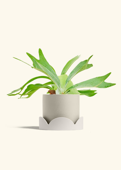 Staghorn Fern in a 6 inches Oat Classic Cylinder Planter in a Oat Petal Drip Tray