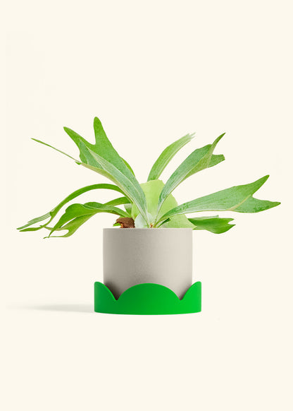 Staghorn Fern in a 6 inches Oat Classic Cylinder Planter in a Shamrock Petal Drip Tray