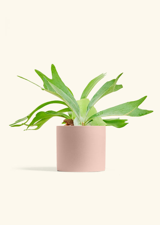 Staghorn Fern in a 6 inches Pink Classic Cylinder Planter 