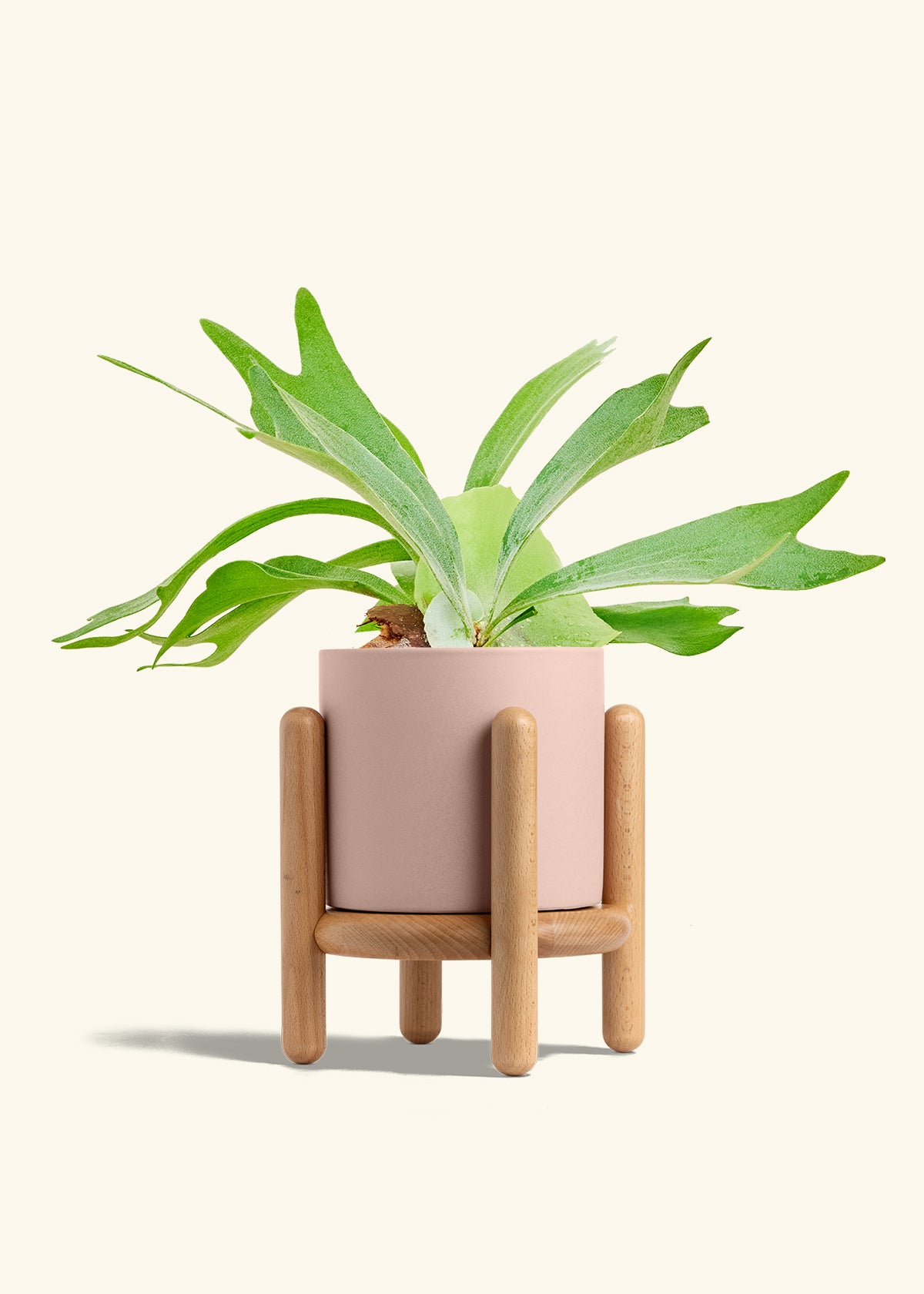 Staghorn Fern in a 6 inches Pink Classic Cylinder Planter in a Beech Wood Stand