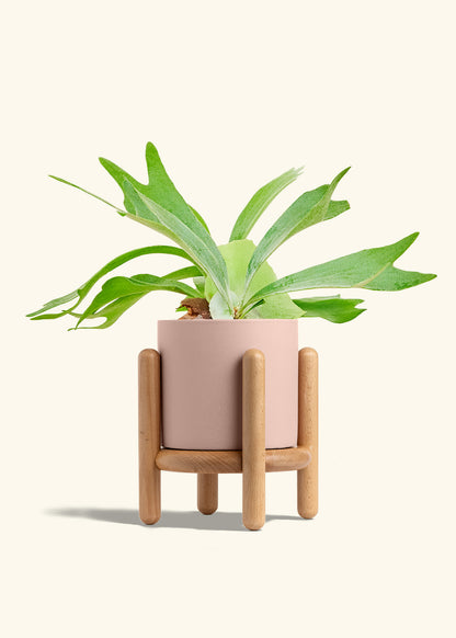 Staghorn Fern in a 6 inches Pink Classic Cylinder Planter in a Beech Wood Stand