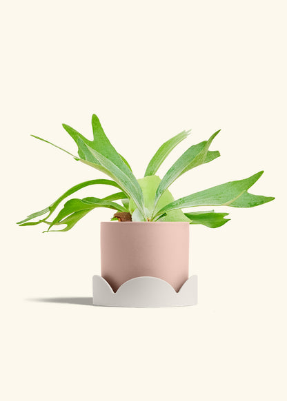 Staghorn Fern in a 6 inches Pink Classic Cylinder Planter in a Oat Petal Drip Tray