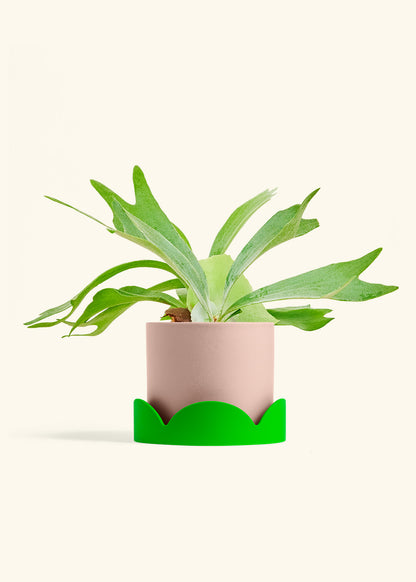 Staghorn Fern in a 6 inches Pink Classic Cylinder Planter in a Shamrock Petal Drip Tray