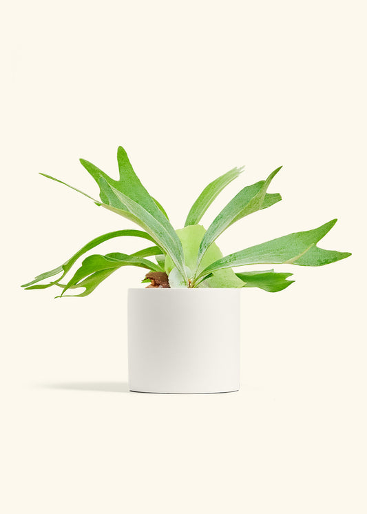 Staghorn Fern in a 6 inches White Classic Cylinder Planter 